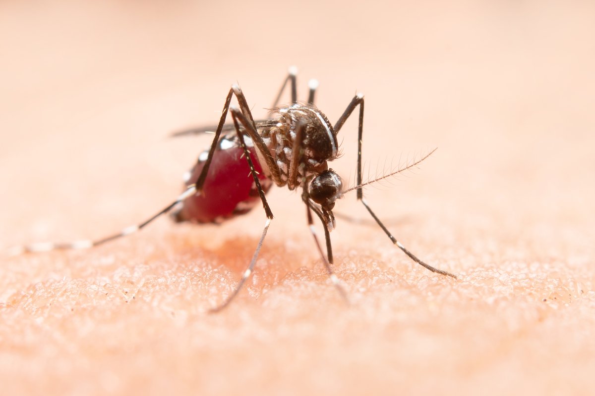 Dengue, Malaria, Typhoid or Chikungunya? Which Test for Monsoon Fever